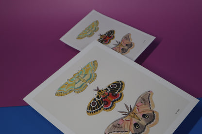 Art Print; Trio Moth (5x7) By XO Whit