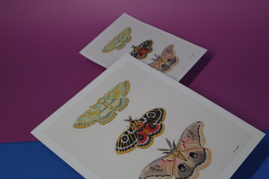 Art Print; Trio Moth (8x10") By XO Whit