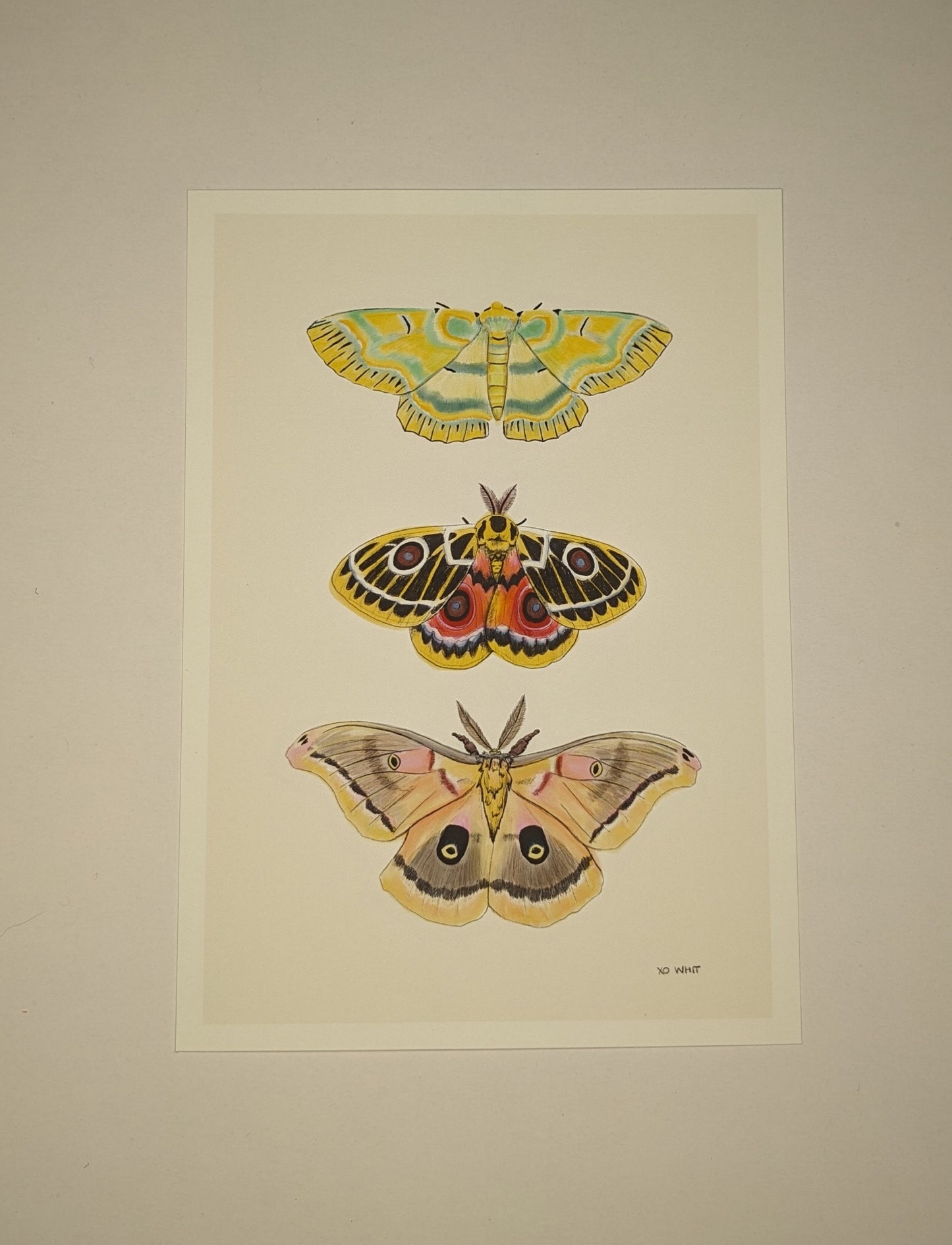 Art Print; Trio Moth (5x7) By XO Whit