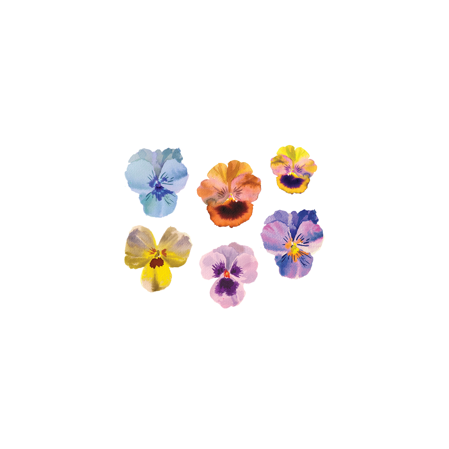 Temporary Tattoo Pack; Pansies