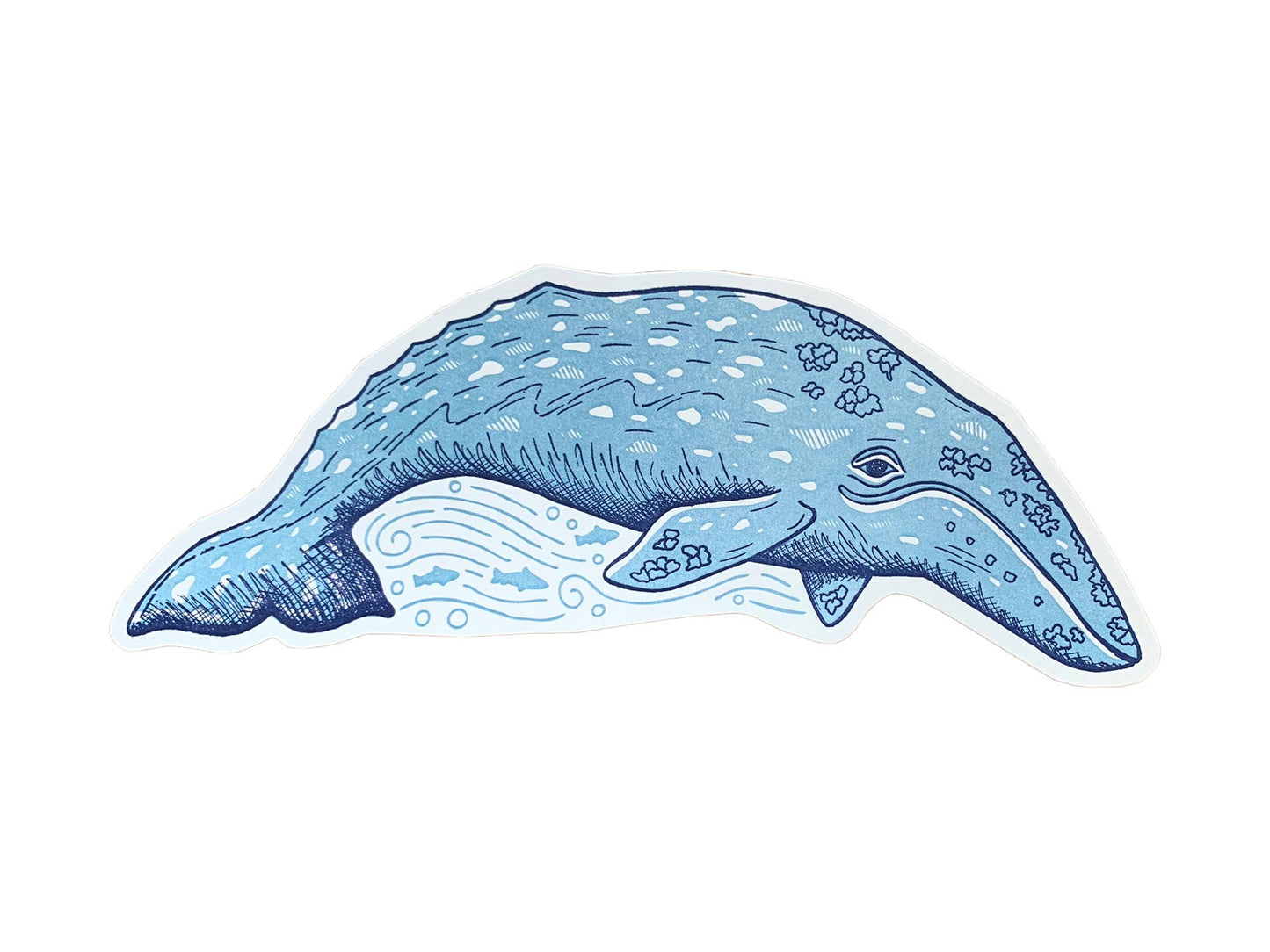 Postcard; Grey Whale By Noteworthy Paper & Press