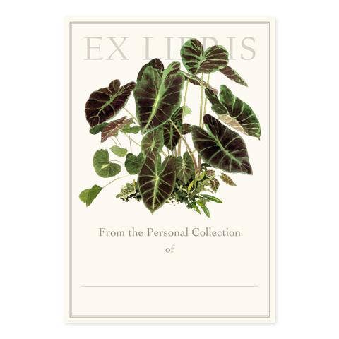 Bookplate Set; Colocasia Illustris by Felix Doolittle (Set of 5)